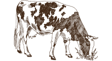 Vaca